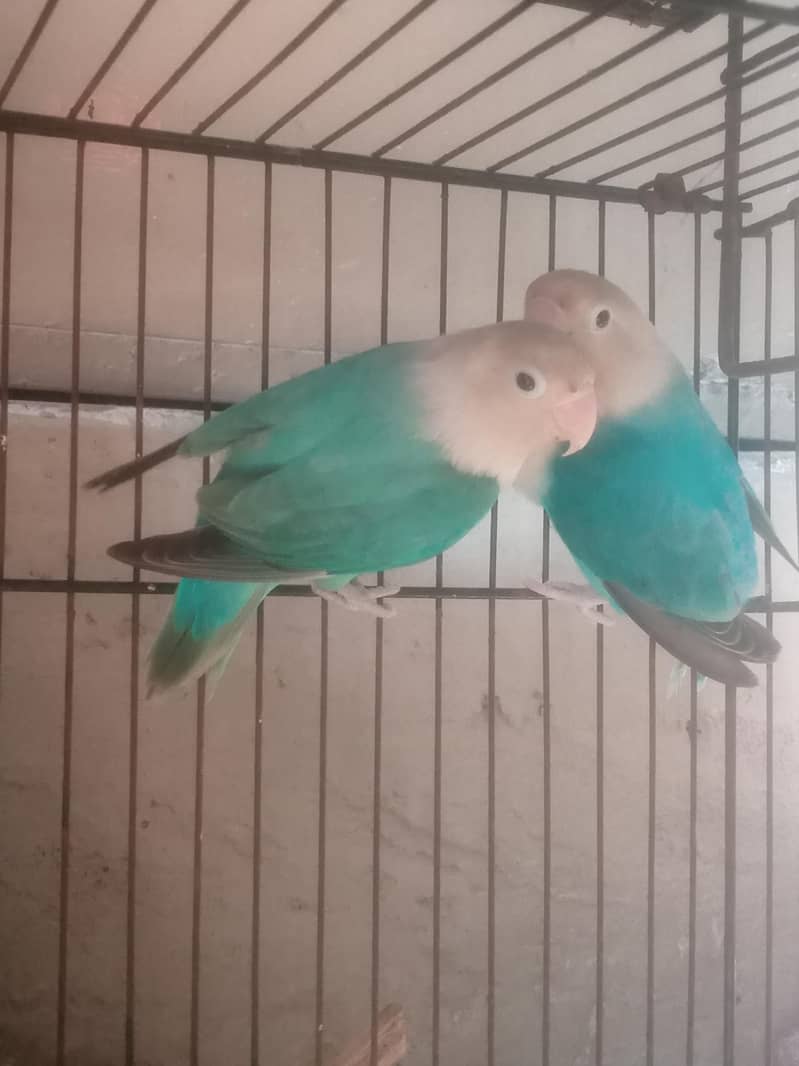 Lovebirds breeder pair with cage & box

                                                            alt=