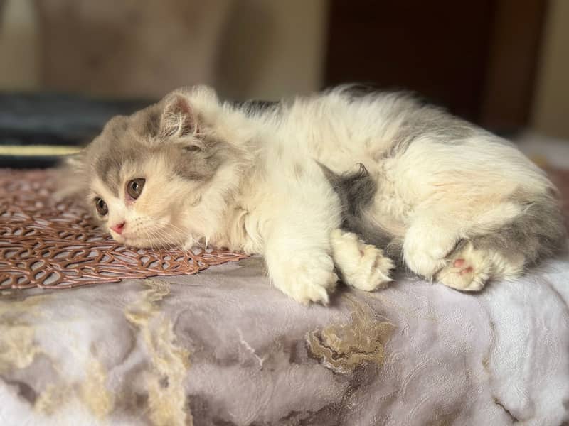 top quality kitten|Punch face Kittens|persian cat|cute|tripple|fluffy

                                                            alt=