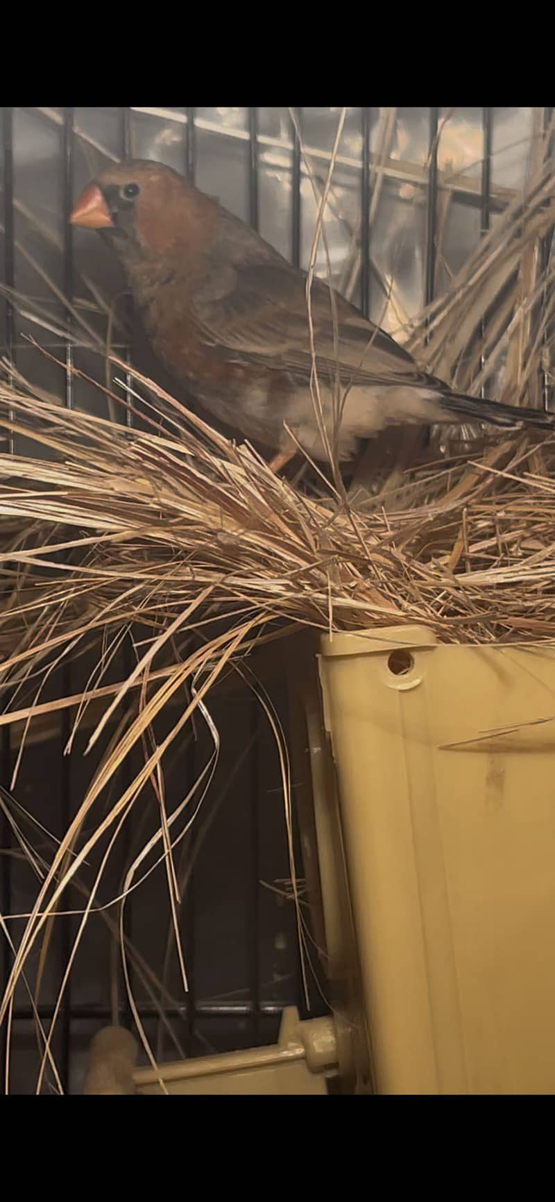 Zebra finches mutation and fawn split pastel

                                                            alt=