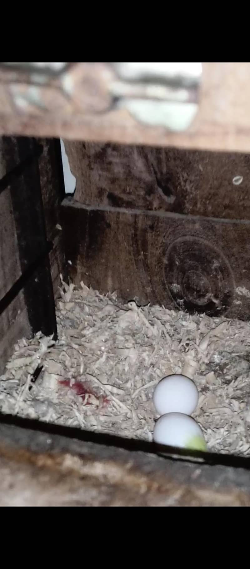 گھر کا پلا ہوا خوبصورت جوڑا

                                                            alt=