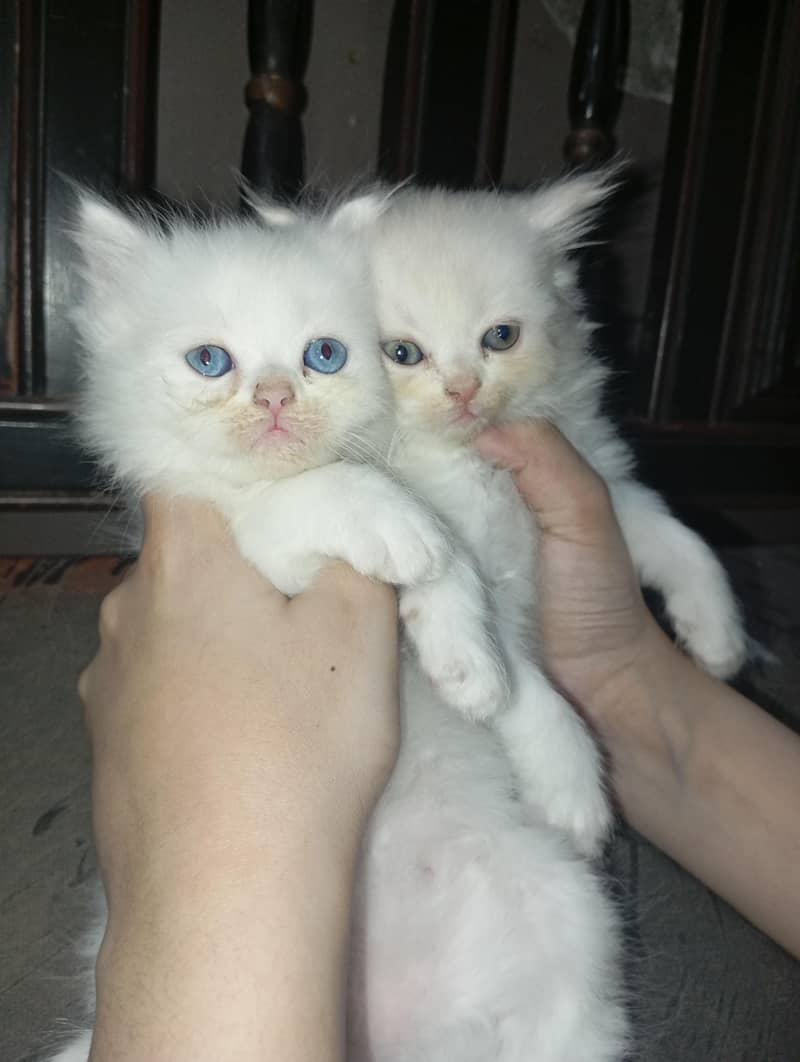 Pair of Persian Cat

                                                            alt=