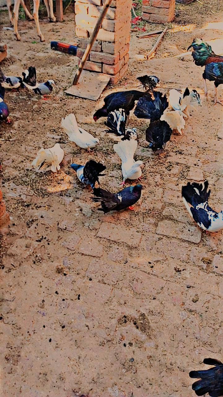 lucky kabooter full tyar ando k liya

                                                            alt=