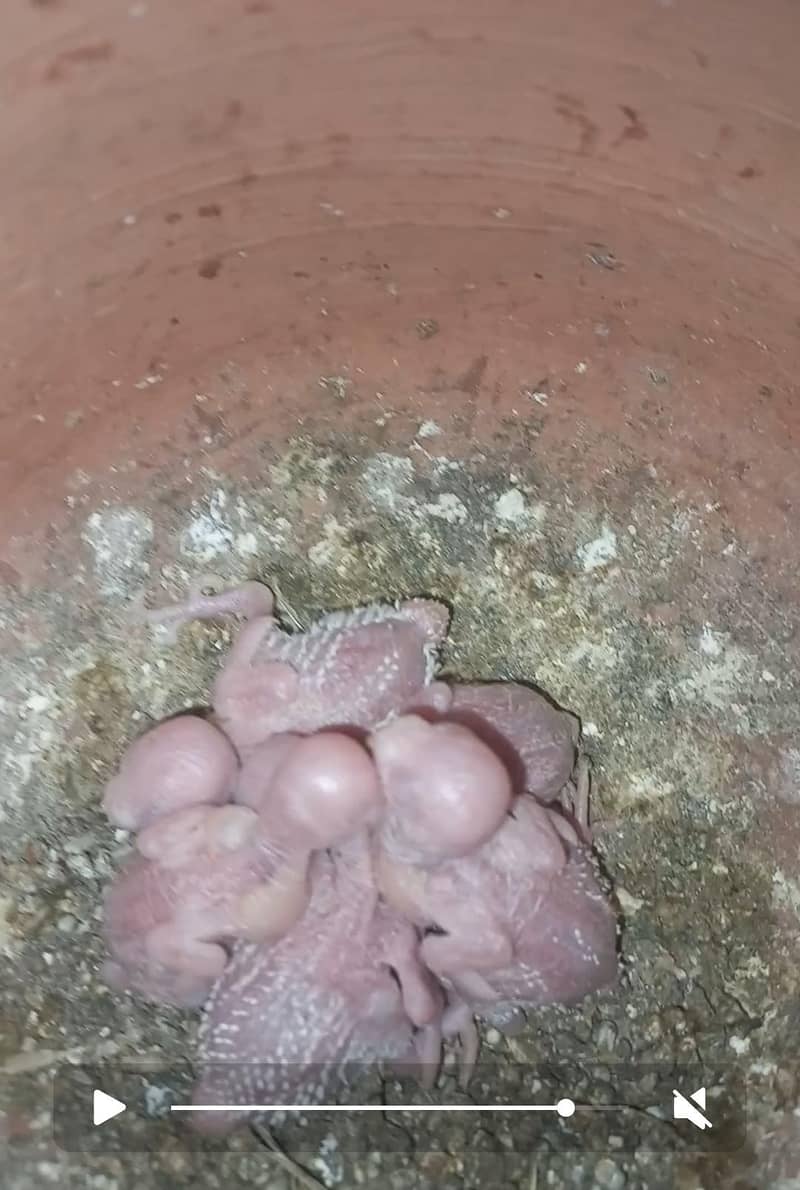 buggies breeder pair or hogoromo,for sale urgent

                                                            alt=