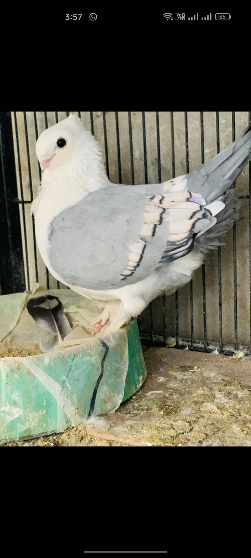 belu  barr female yang

                                                            alt=