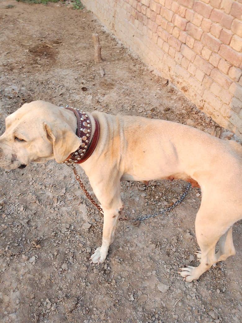 Bully Dog | Gultair Pupps | Security dog | Bully Pupps For sale

                                                            alt=