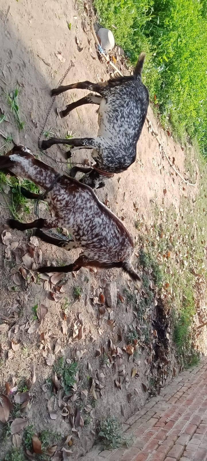 GoatPair

                                                            alt=