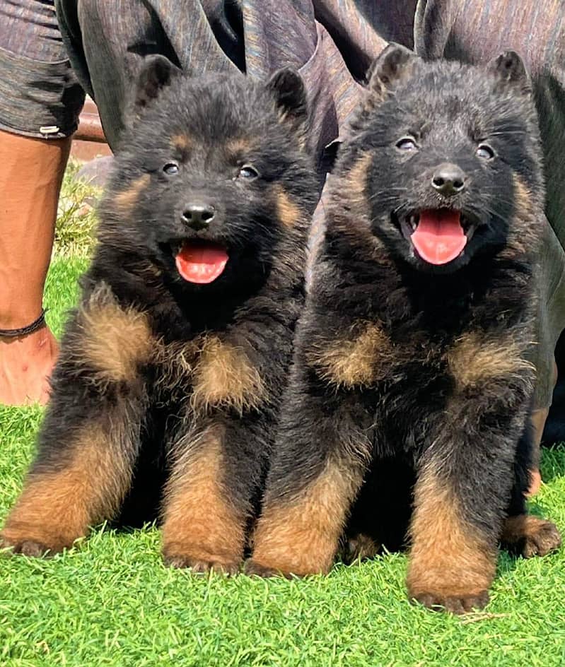 German Shepherd | German Shepherd long caot

                                                            alt=