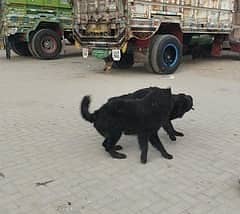 Black German shepherd Pair / long coat dog/ gsd male &  female dog

                                                            alt=