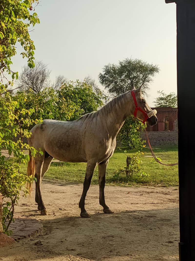 Arab Thoroughbred Horse | – Riding Horse | imported ghora

                                                            alt=