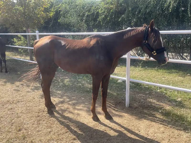 Pure Arabian Horse Ghora | Imported Stallion horse | breeder ghora

                                                            alt=