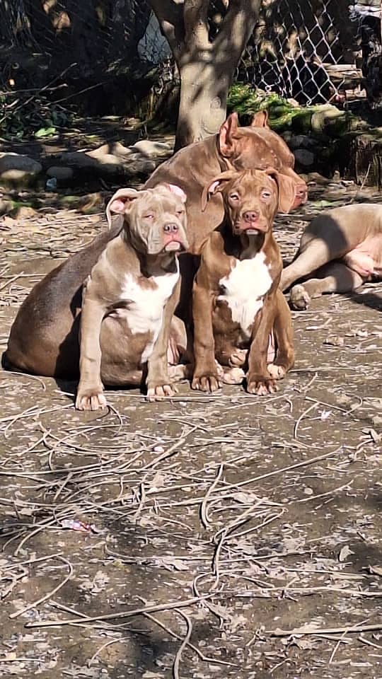 Pitbull | American Bull Dog | Pitbull Dog | Bull Dog / Pupps For Sale

                                                            alt=