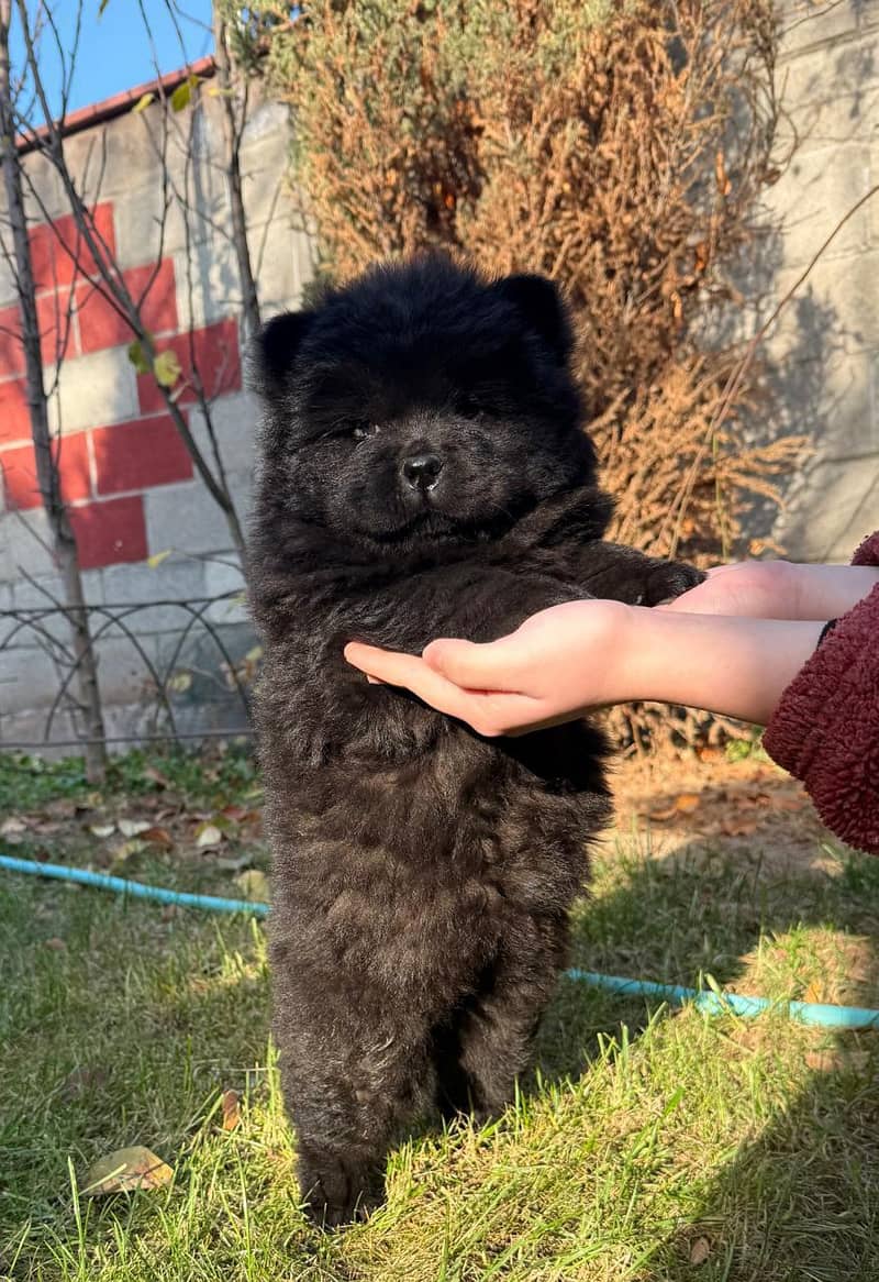 chow chow puppies available

                                                            alt=