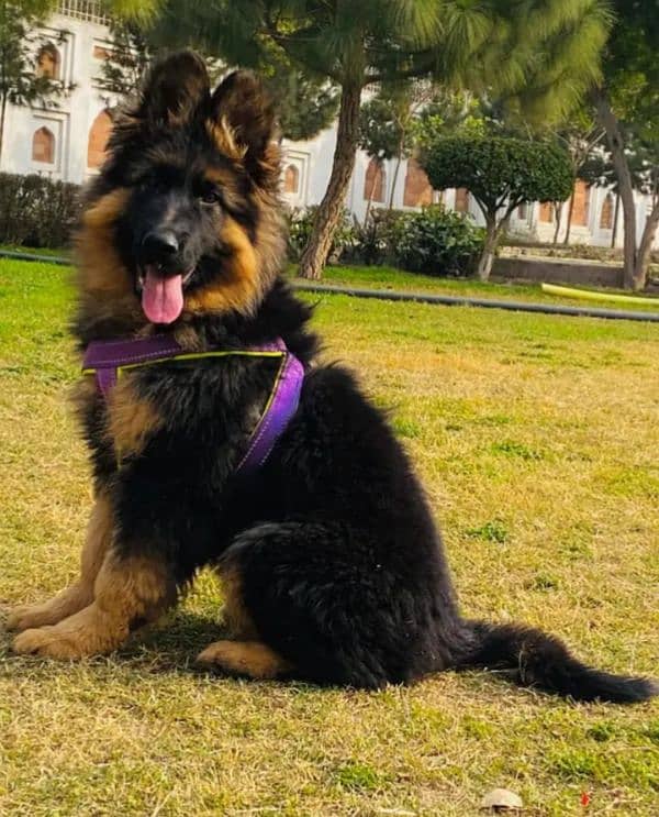 German shepherd puppy

                                                            alt=