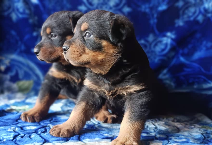 rottweiler puppies available for sale

                                                            alt=