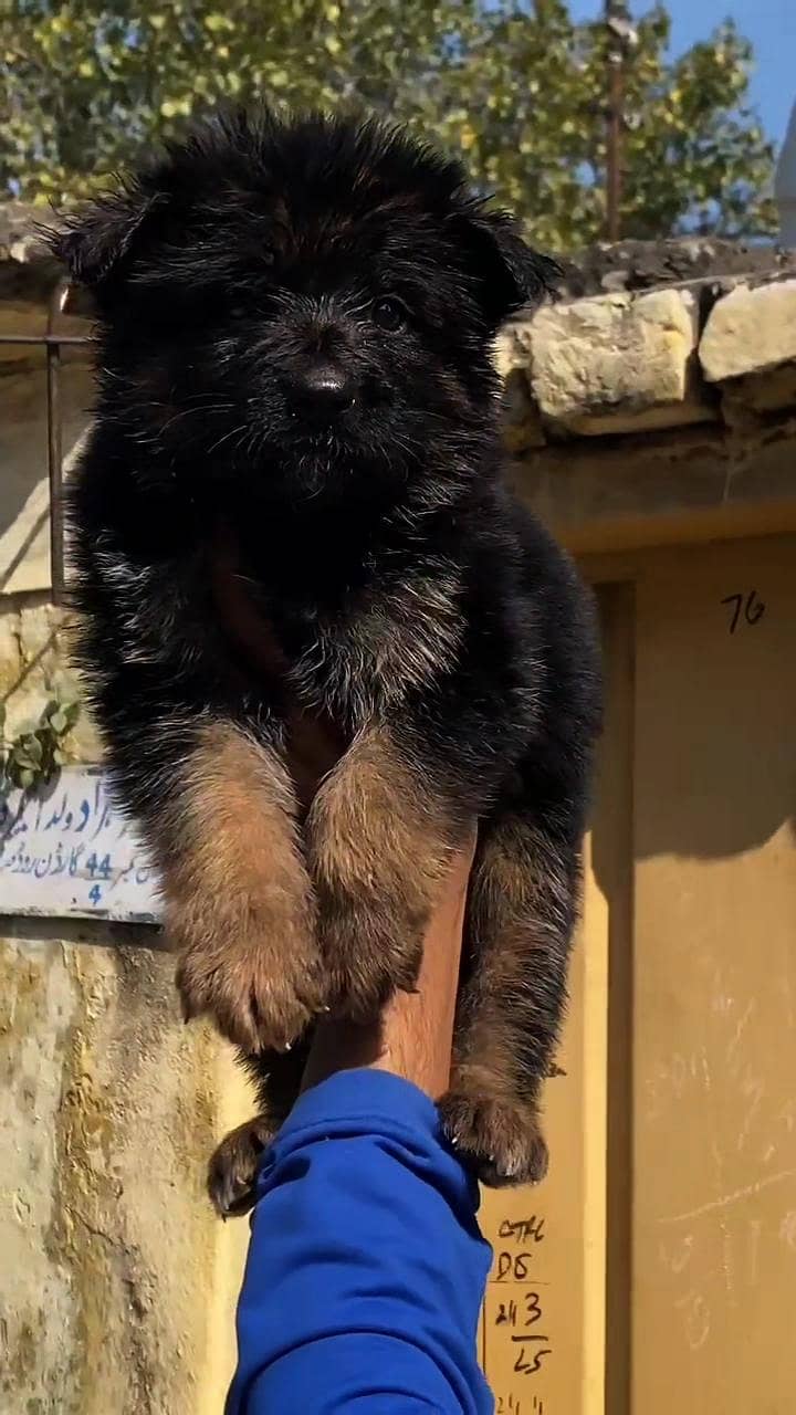 German shepherd Puppies Available

                                                            alt=