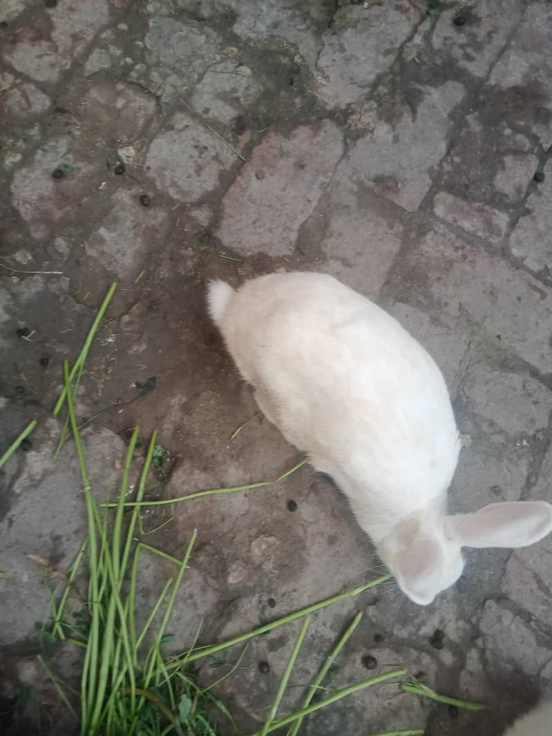 for sell

                                                            alt=