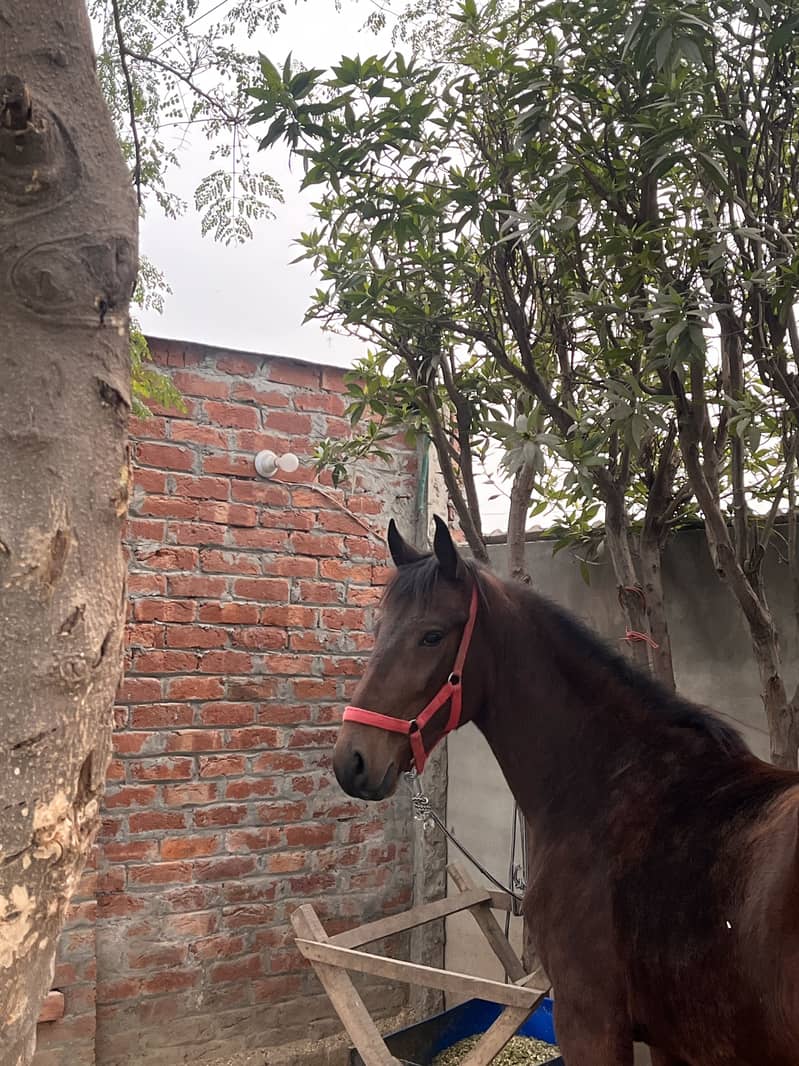 Desi horse for riding

                                                            alt=