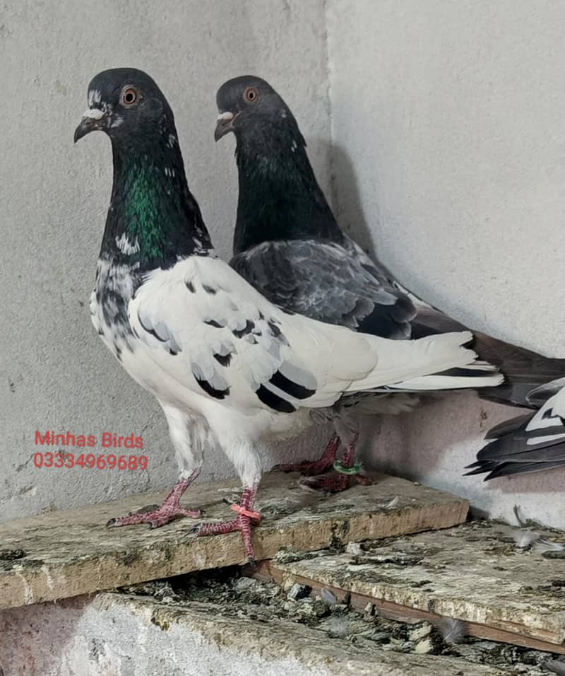 Pigeon | Salaray | Teddy pigeon | Golden kabutar | High Flyer pigeons

                                                            alt=