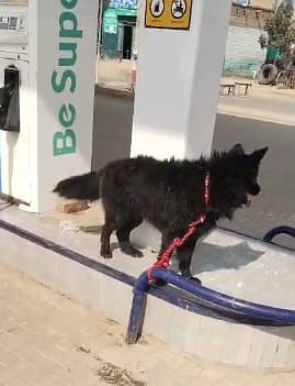 Black German shepherd Pair / long coat dog/ gsd male &  female dog

                                                            alt=