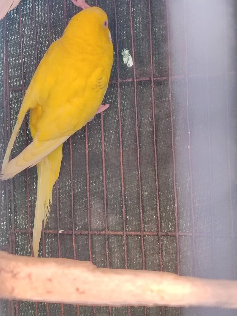 budgie breeder pair

                                                            alt=