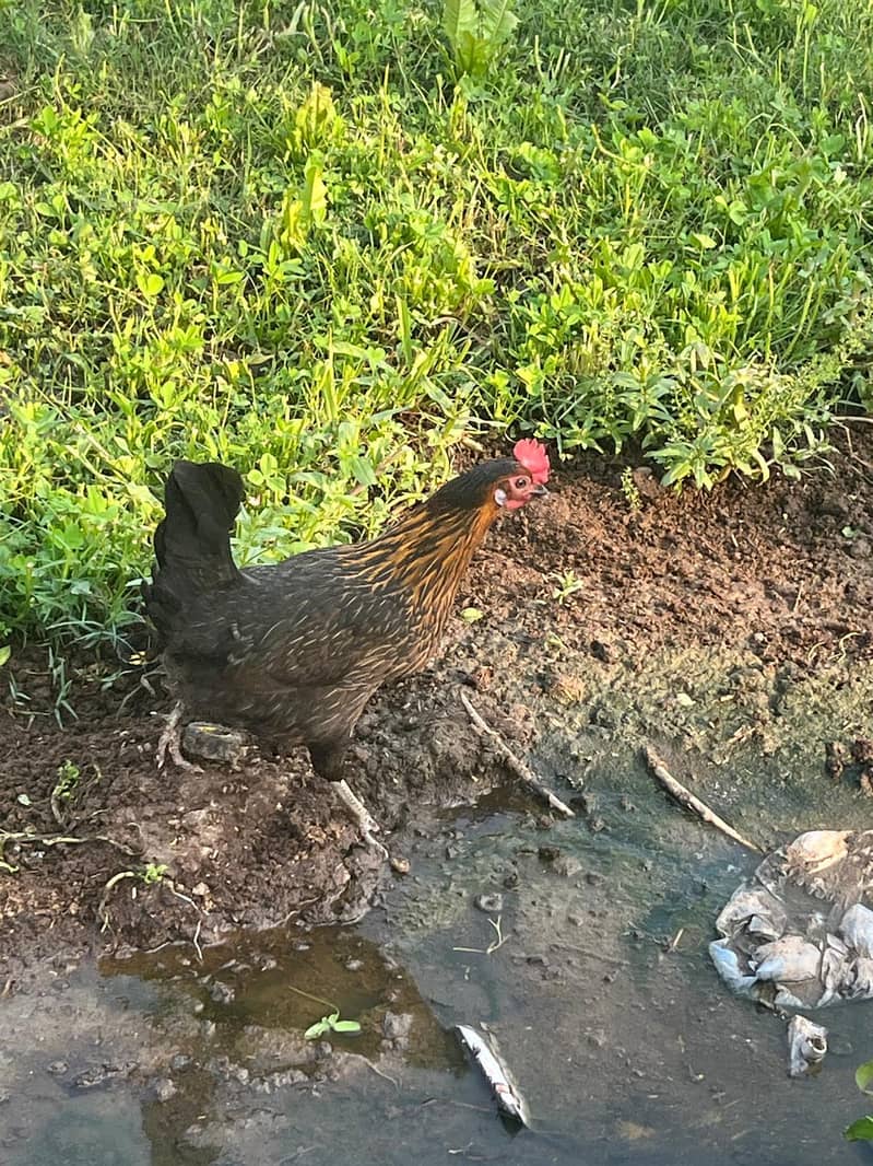 7 layer female farmi white   4 golden misri female 1 male

                                                            alt=