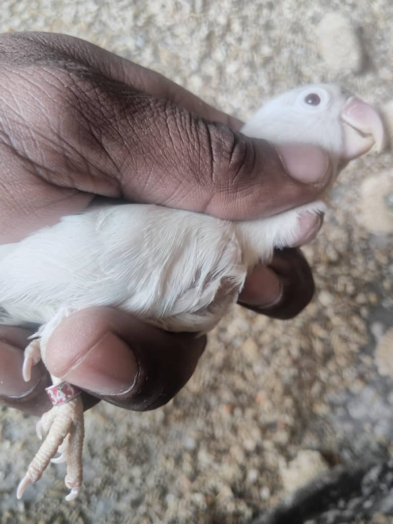 Albino Fisher female love bird parsnata

                                                            alt=
