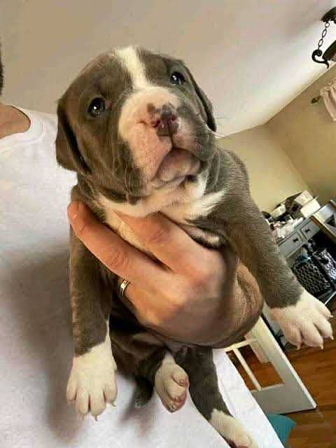 American pit bull / Pitbull / American bull puppies for sale

                                                            alt=