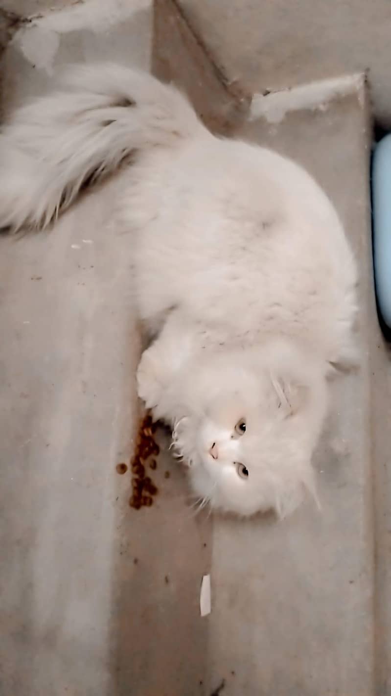 persian cat pair triple coated 12000

                                                            alt=