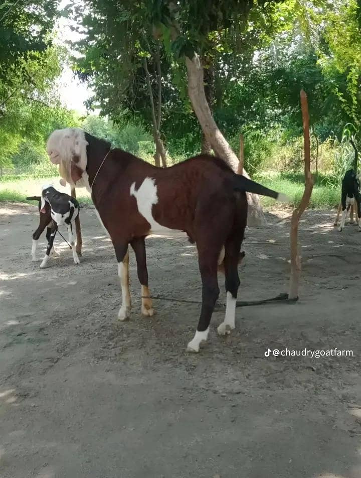 sawa mushkil aseel

                                                            alt=