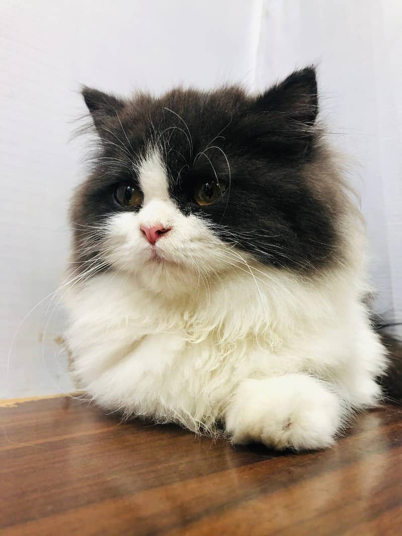 cash on delivery parshion punch face kitten cat male female

                                                            alt=