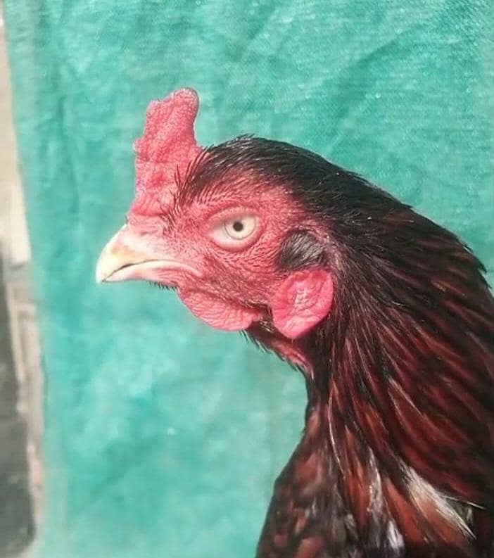 Aseel Pair (High Quality)

                                                            alt=