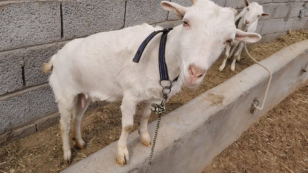 tedi bakri for sale

                                                            alt=