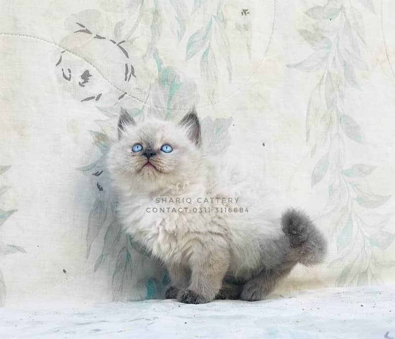 All types of quality in persian

                                                            alt=