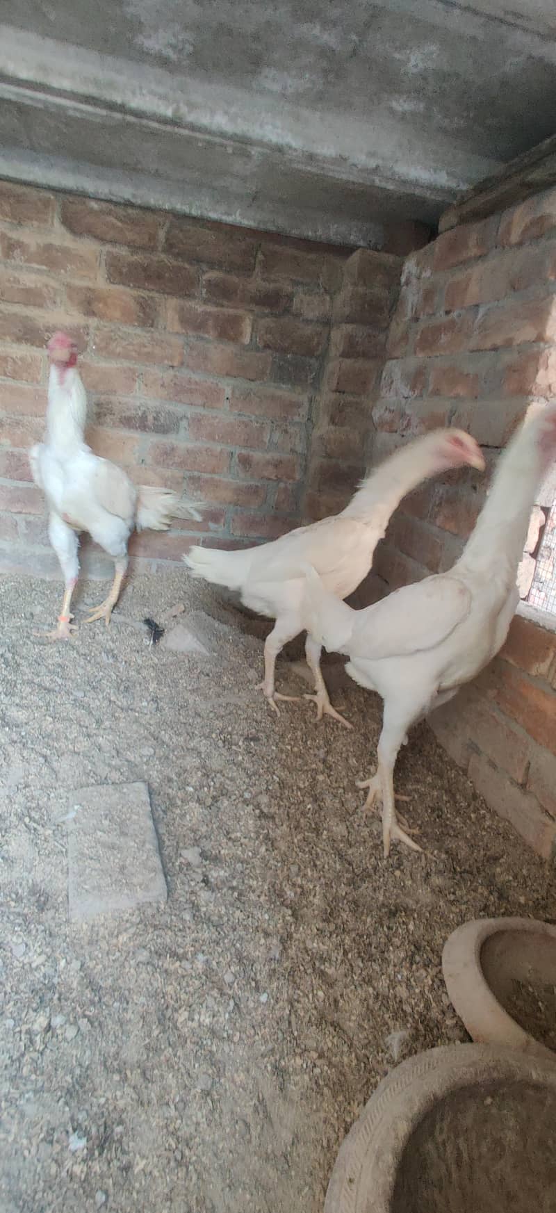 Shamo |  White shamo breeder  | king shamo | shamo breeder / hen

                                                            alt=