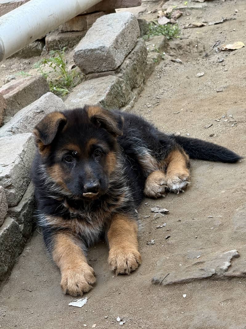 German shepherd Black and Tan puppy

                                                            alt=