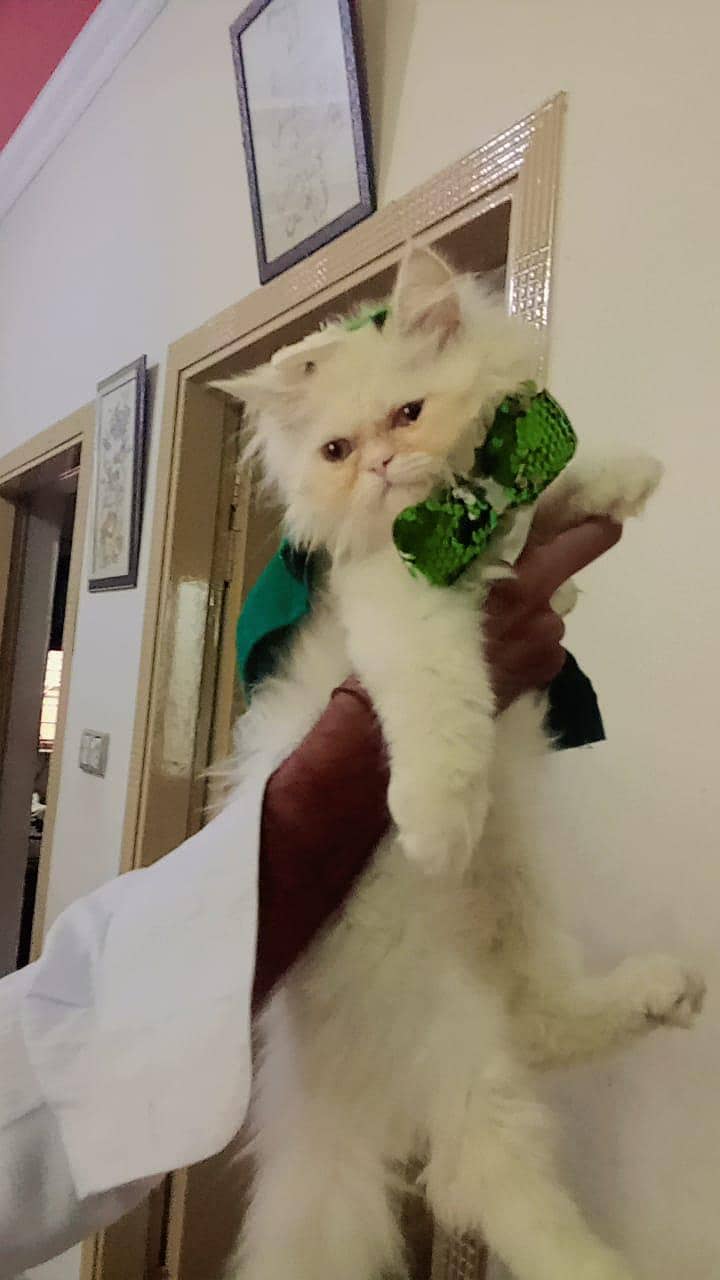 Persian cat

                                                            alt=