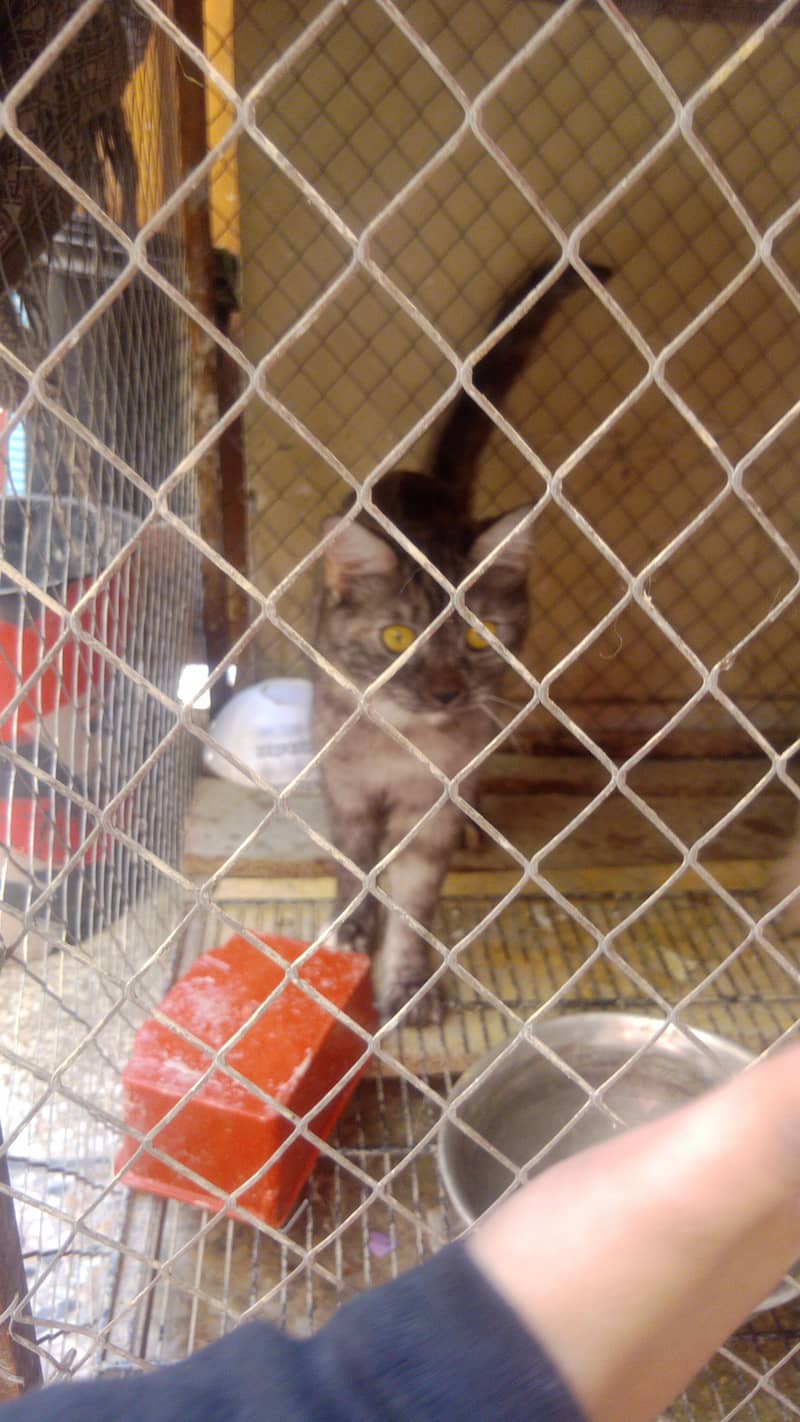 Persian cat | triple Coated cat |Punch Face cat /cute | white Cats

                                                            alt=