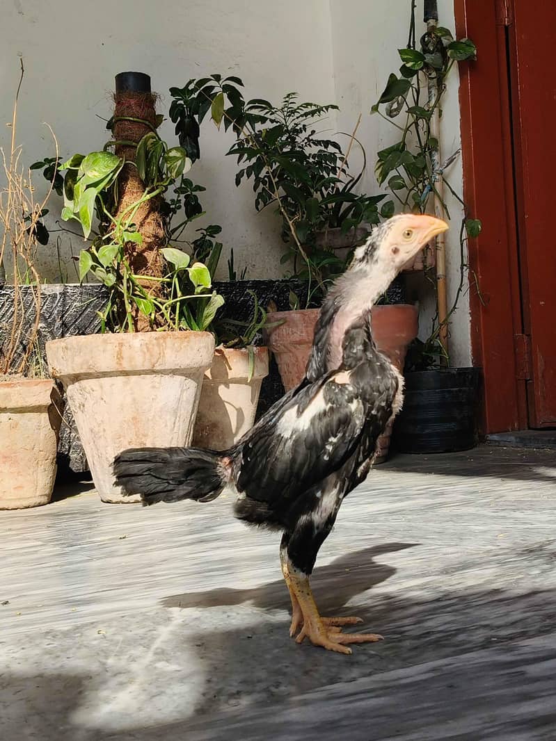 Blue Shamo Swing Neck

                                                            alt=