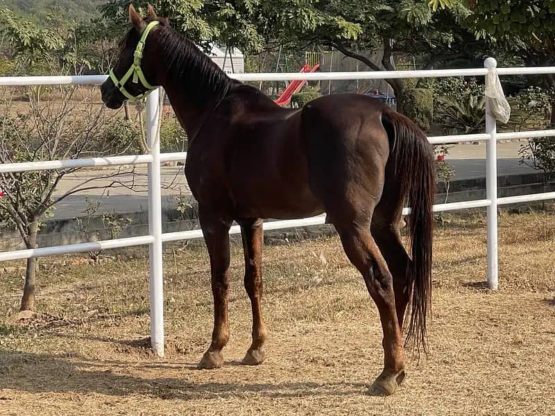 Pure Arabian Horse Ghora | Imported Stallion horse | breeder ghora

                                                            alt=