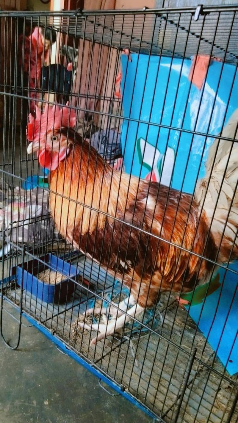 sales

                                                            alt=