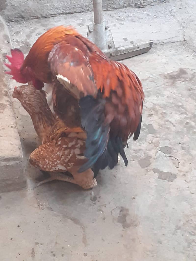 Desi golden male

                                                            alt=