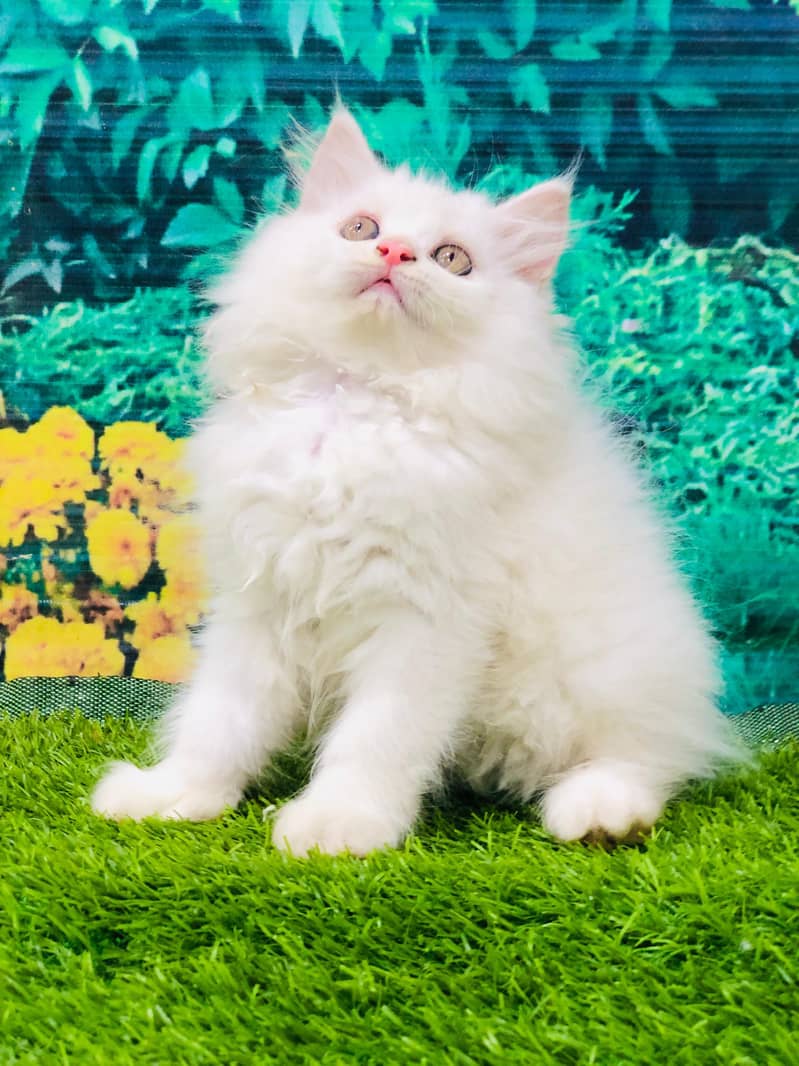 cash on delivery Persian Cats & Kittens Available — Healthy & Playful

                                                            alt=