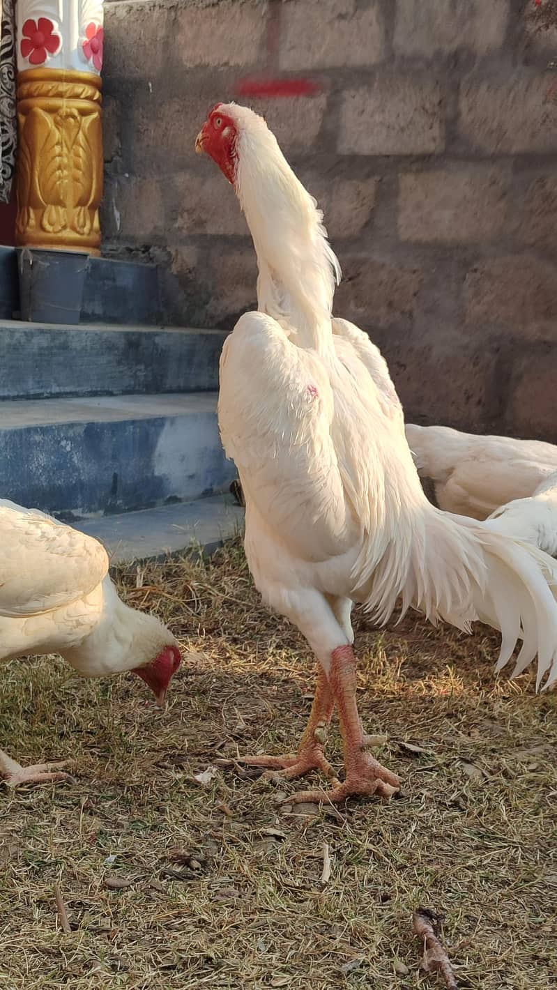 White Shamo Pair | Japanese Shamo Murga | White Aseel Shamo Murgi

                                                            alt=