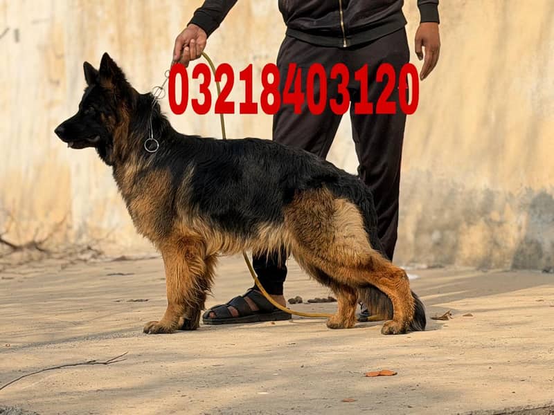 German shepherd long hair pink pedigree Male available for sale

                                                            alt=