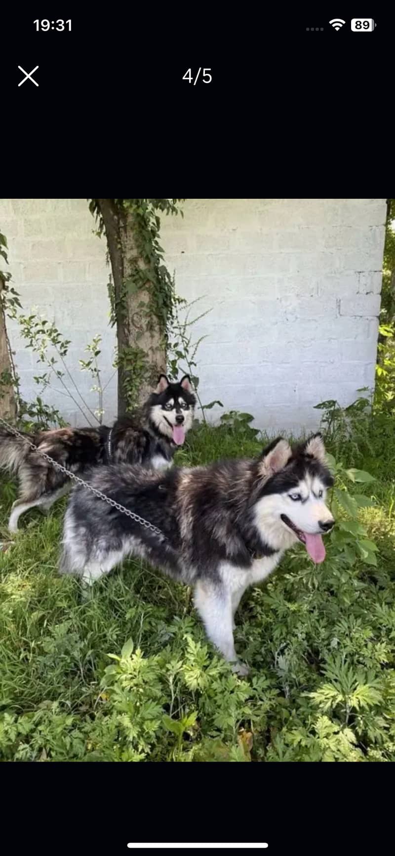 Siberian husky puppies blue eyes wooly coat and healthy active

                                                            alt=