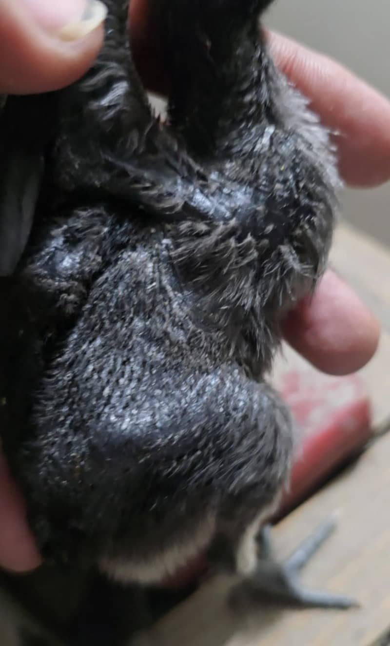 Dragon breed Available

                                                            alt=