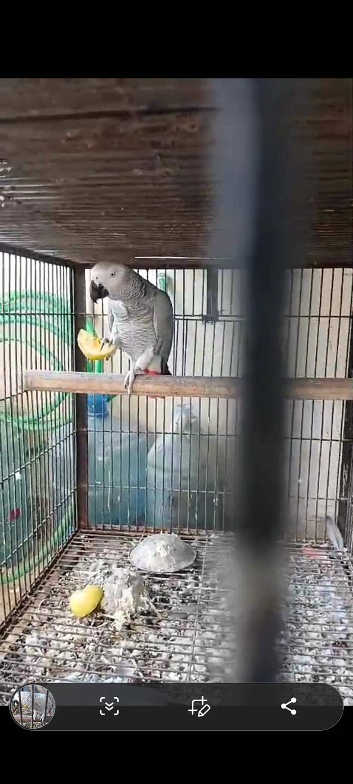 African Grey parrot for sale  African Grey Pakistan  Congo African Gr

                                                            alt=