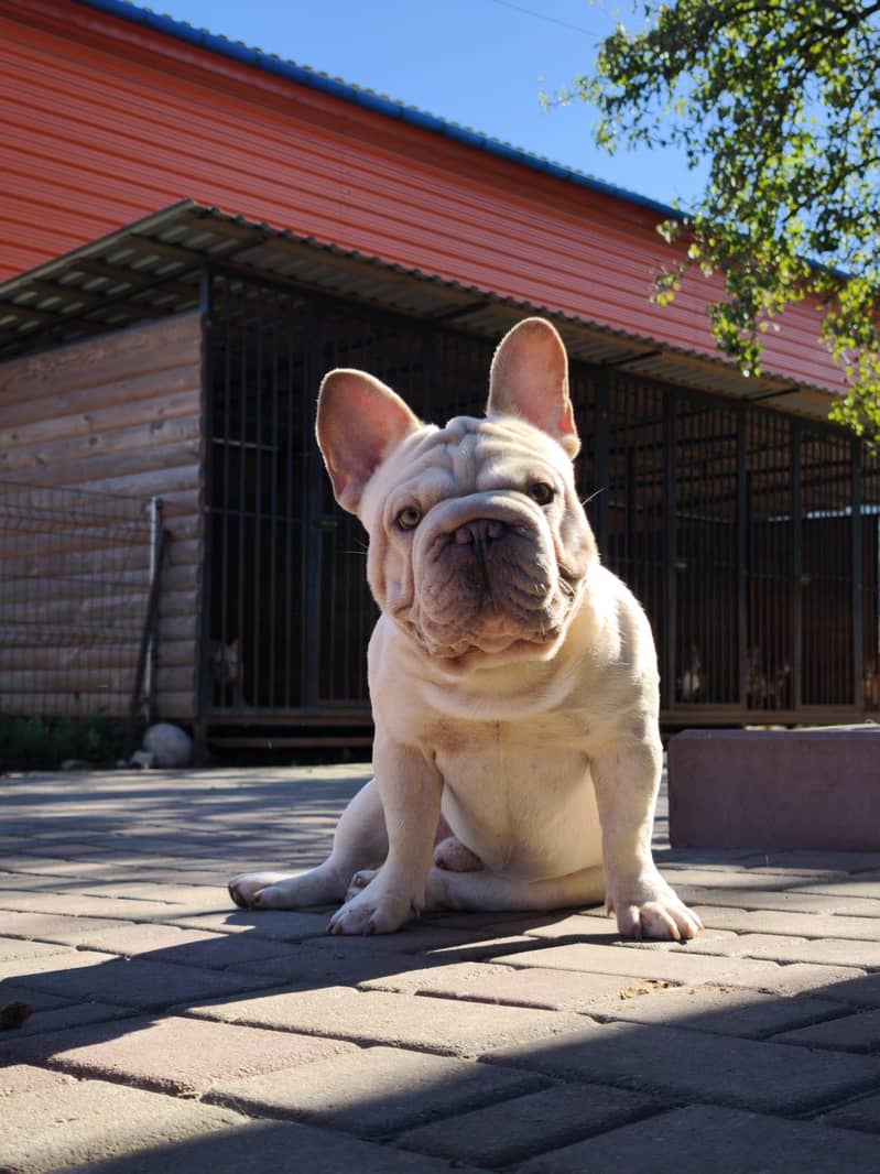 IMPORTED FRENCH BULLDOG PUPPIES AVAILABLE FOR SALE

                                                            alt=