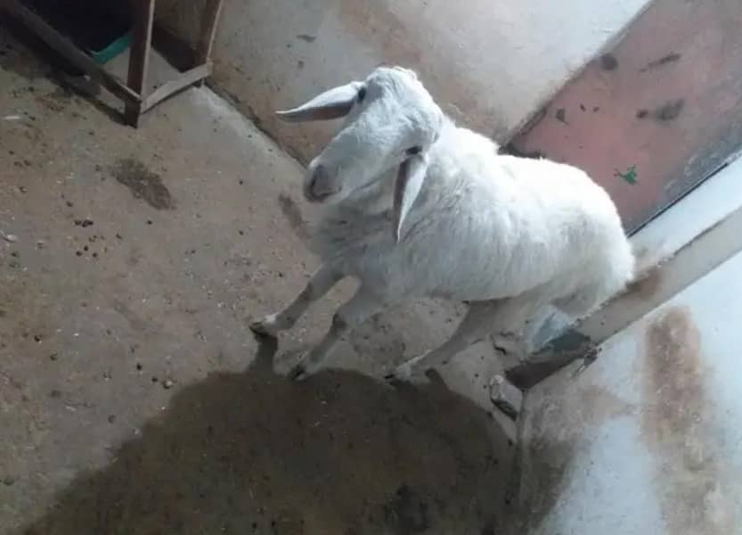 dumba chumki wala

                                                            alt=