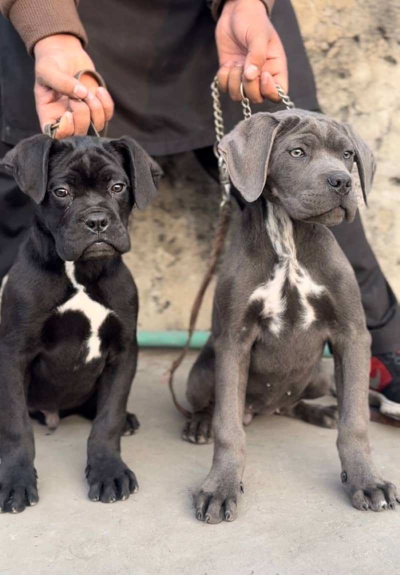 IMPORTED CANE CORSO PUPPIES

                                                            alt=